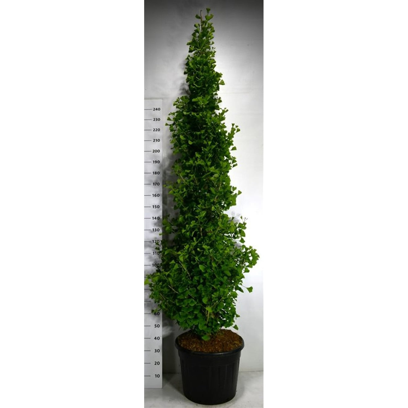 Ginkgo – Ginkgo biloba 'Fastigiata Blagon' - C70 200-250 CM